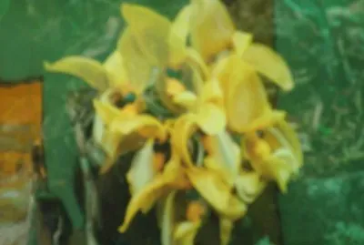 orquÃ­dea 1
