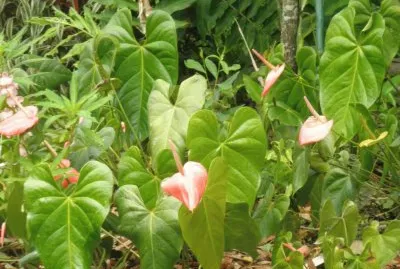 anturios jigsaw puzzle