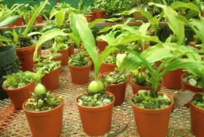 orquÃ­deas