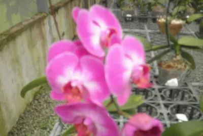 orquidea 2