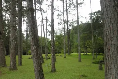 troncos