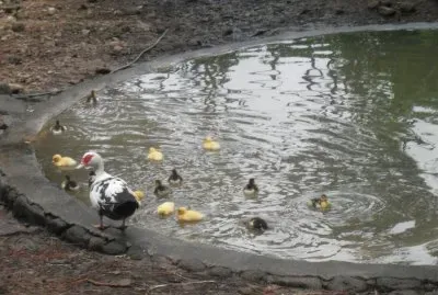patitos