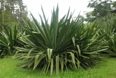 verdes jigsaw puzzle