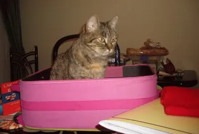 פאזל של Quiero ir al colegio contigo.