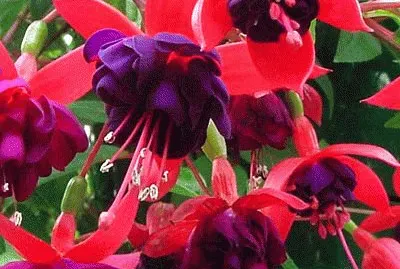 Dark Eyes Trailing Fuchsia