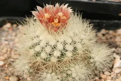 Acharagma - MÃ©xico