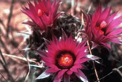 Escobaria - Norte y CentroamÃ©rica