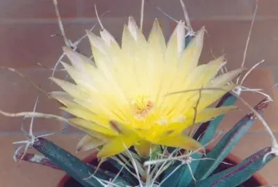 Leuchtenbergia - MÃ©xico