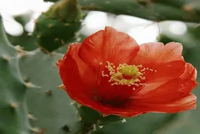 Opuntia Elatior - CentroamÃ©rica