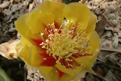 Opuntia Macrocentra - Norte y CentroamÃ©rica