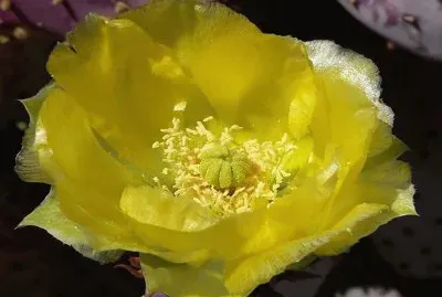 Opuntia Santa Rita- Norte y CentroamÃ©rica