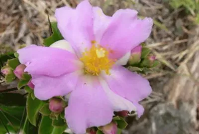 Pereskia Grandifolia - Centro y SudamÃ©rica