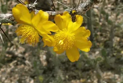 Pereskia Guamacho - Centro y SudamÃ©rica