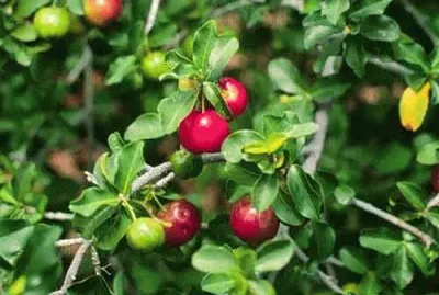 Acerola