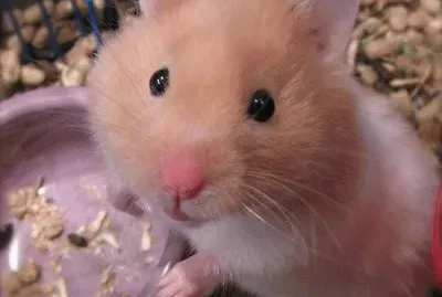 Hamster SÃ­rio
