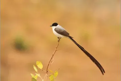 PÃ¡ssaro Tesourinha