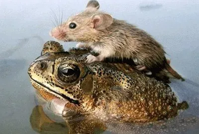 Sapo