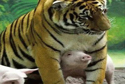 Pig and tiger