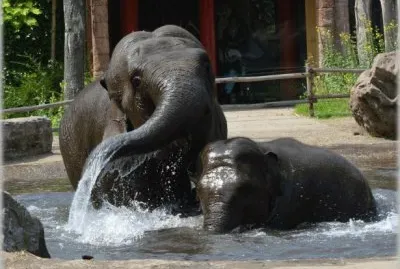Elephants in the Pool
