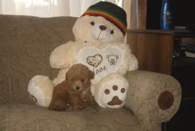 cachorro poodle