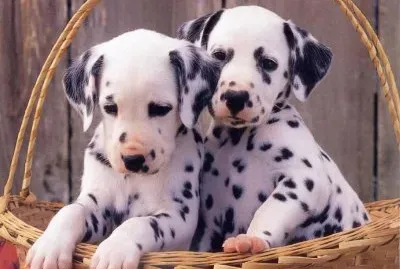 cachorros dalmatas
