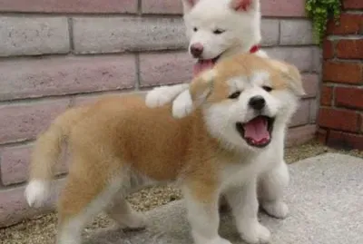 dos tiernos y adorables cachorros