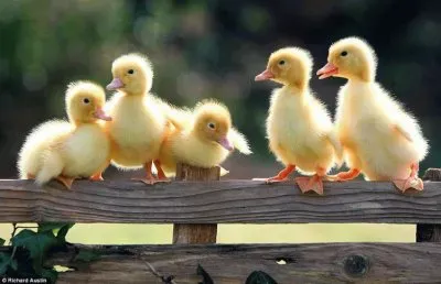 Patinhos
