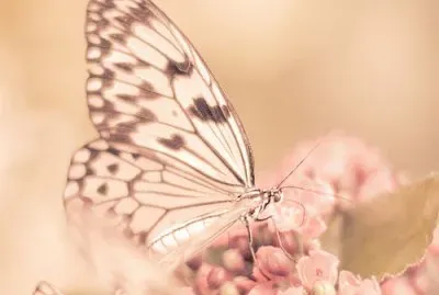 Borboleta