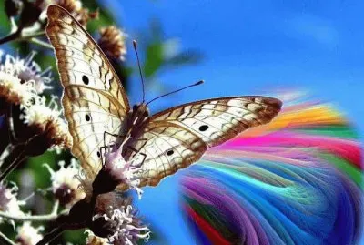 Borboleta.