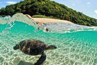 Tartaruga jigsaw puzzle