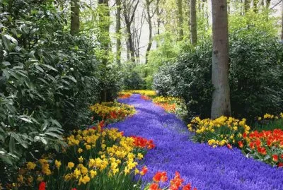 Flores