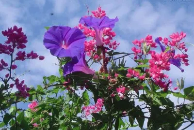 Flores
