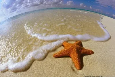 Estrela do mar jigsaw puzzle