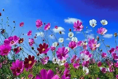Flores de primavera