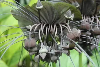 La planta murciÃ©lago - China