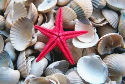Estrela do mar jigsaw puzzle