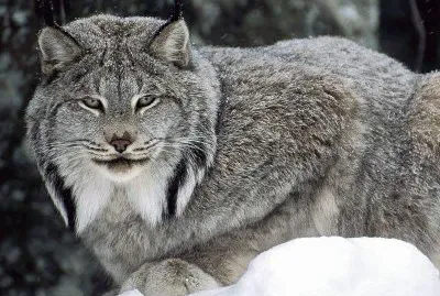 things jigsaw puzzle