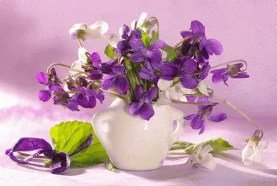 Delicate Violet Still Life