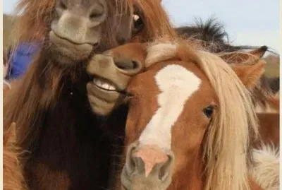 horse laugh