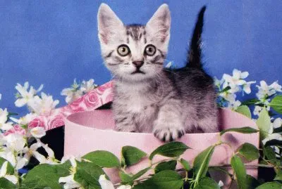 gatet