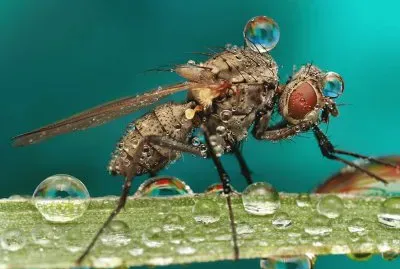 FaraÃ³n jigsaw puzzle