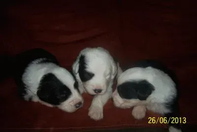 bonitos cachorros pastor ingles