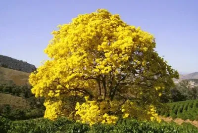 IpÃª Amarelo - Ã¡rvore sÃ­mbolo do Brasil