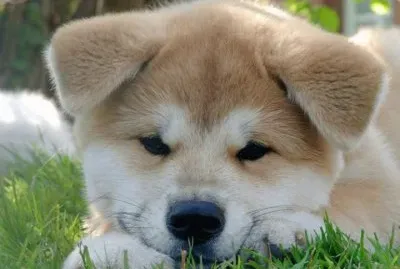 fotos de perros bonitos