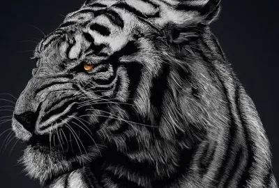 tigre
