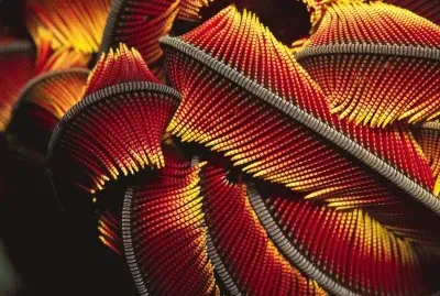 crinoidia