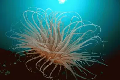 tube anemone