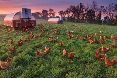 free ranging chickens
