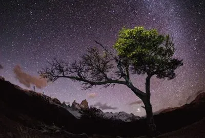 tree with stars