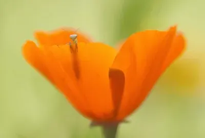 mantis larva in flower